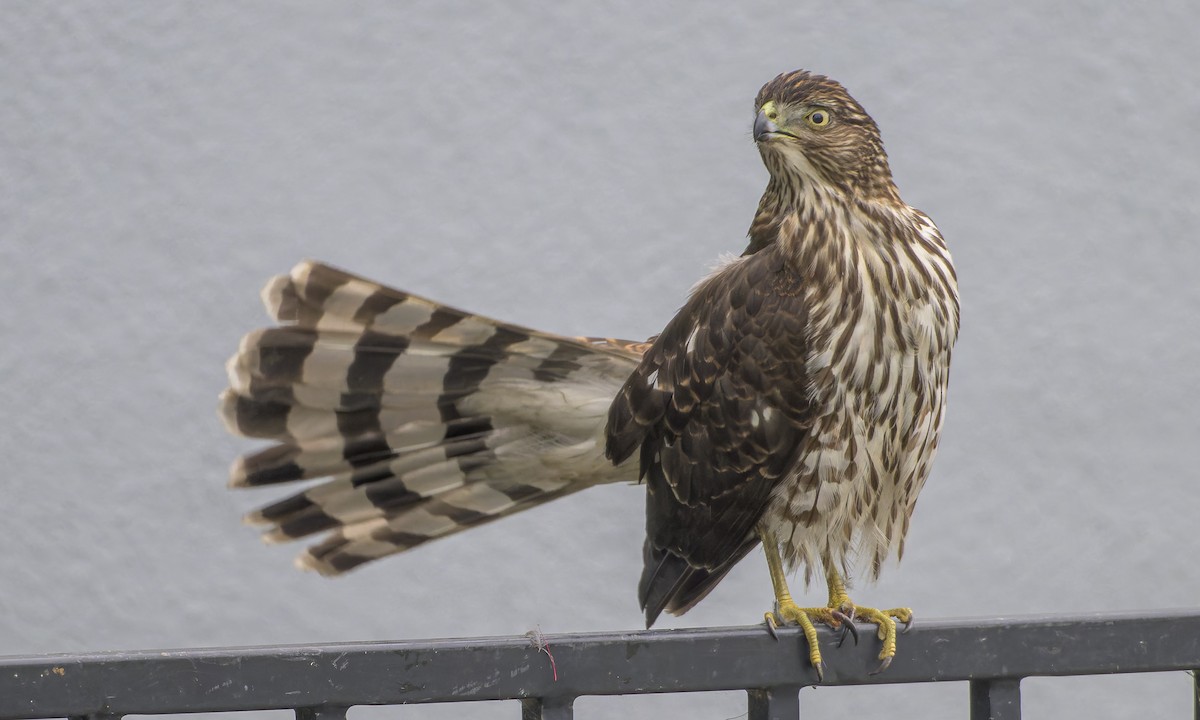 Rundschwanzhabicht - ML646668269