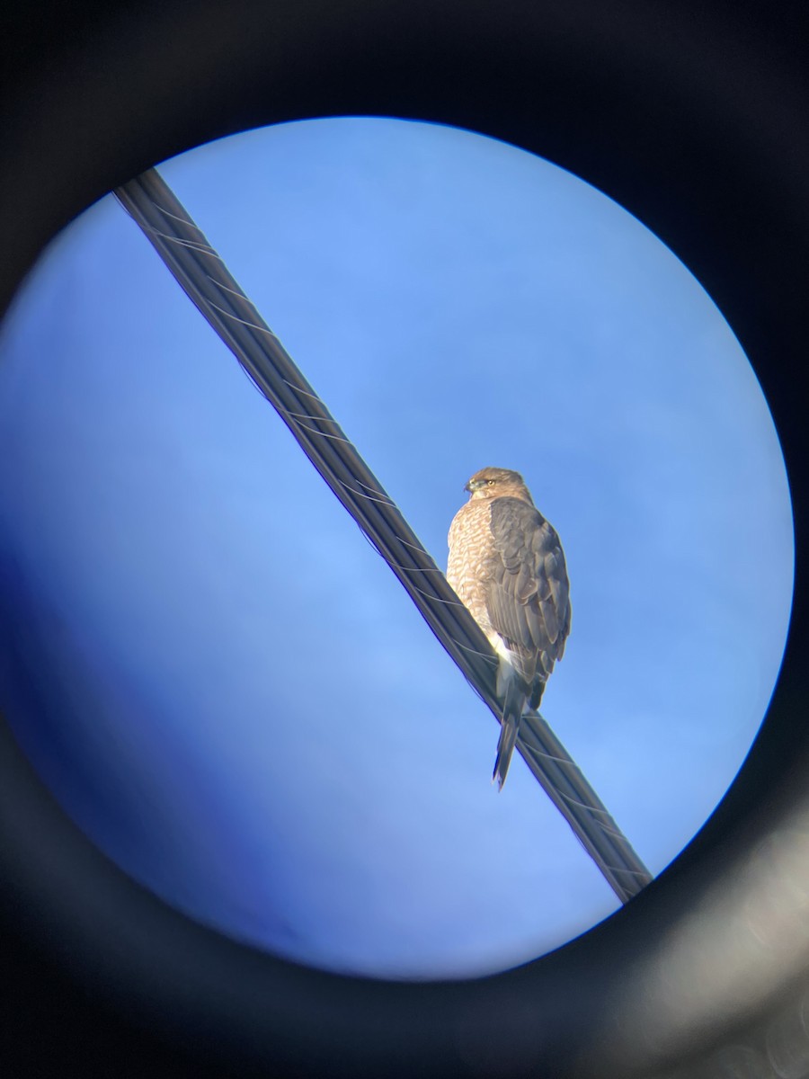 Épervier brun ou É. de Cooper - ML646668270