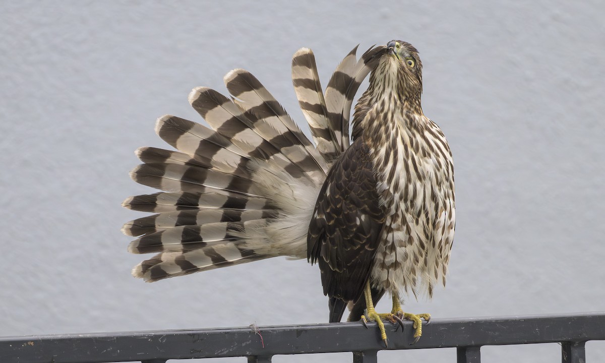 Rundschwanzhabicht - ML646668275