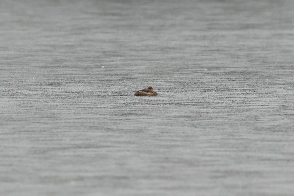 Érismature rousse - ML646668277