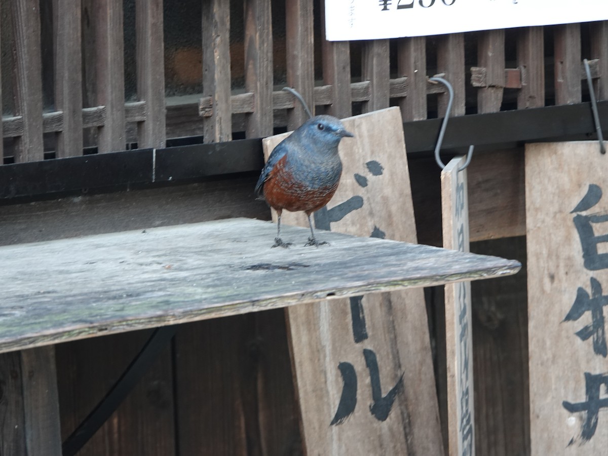Blue Rock-Thrush (philippensis) - ML646668278