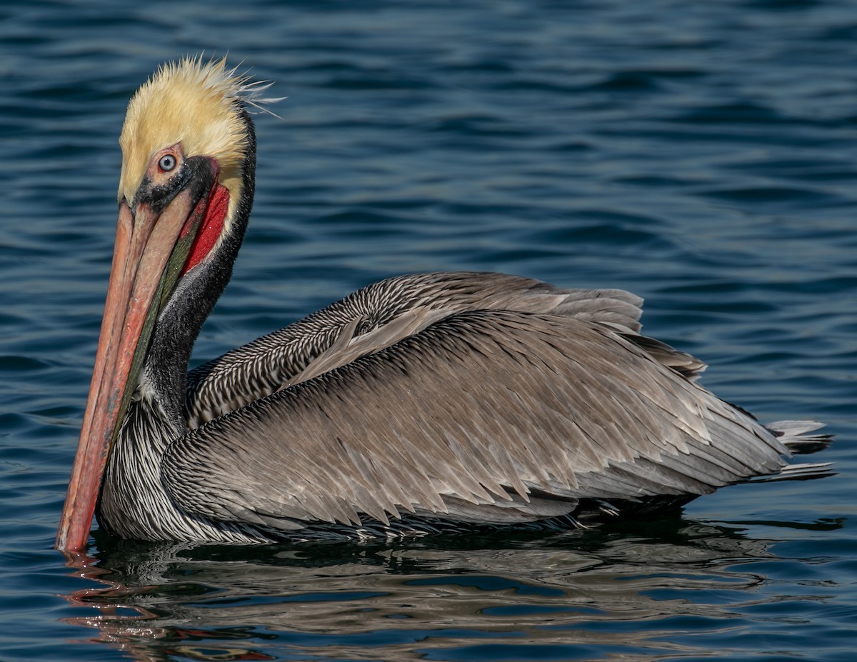 Brown Pelican - ML646668279