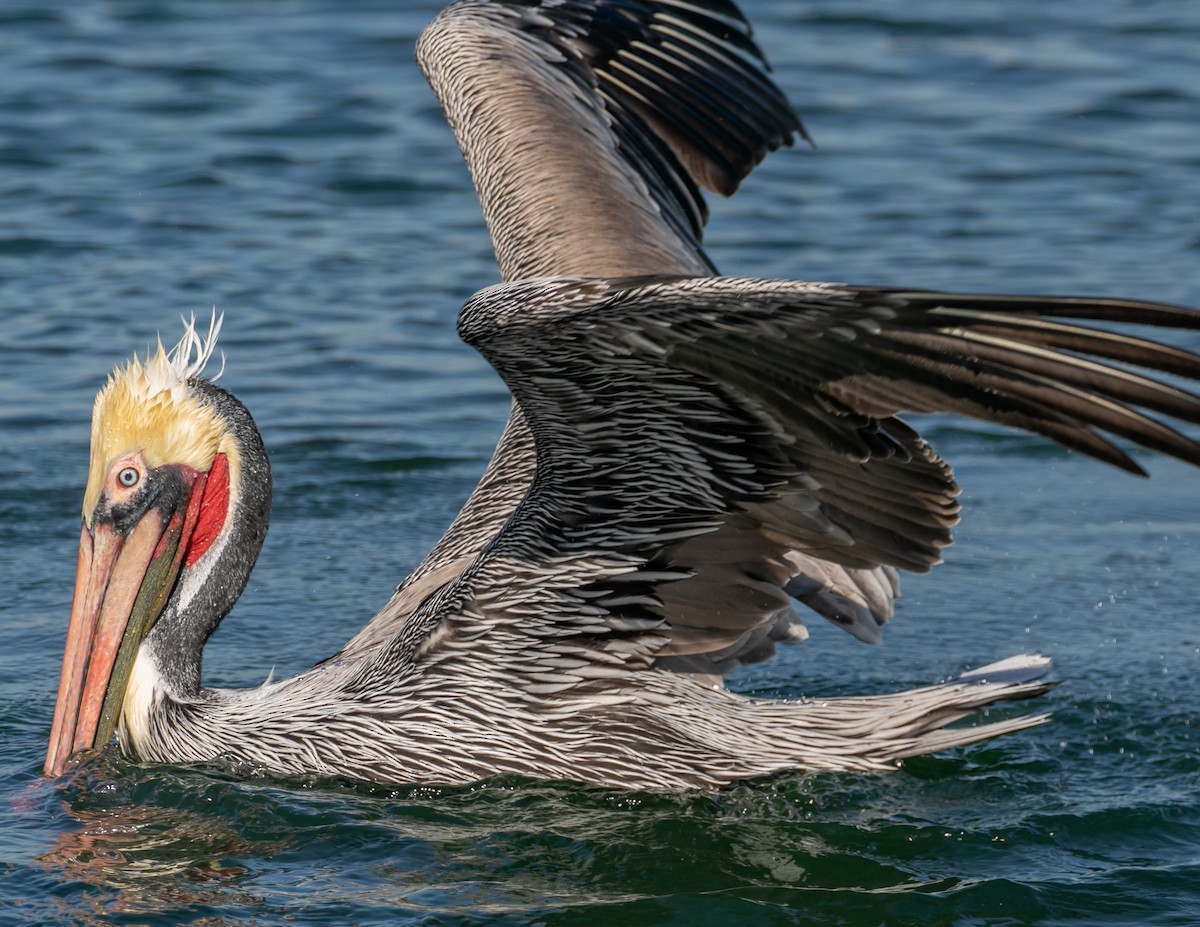 Brown Pelican - ML646668280
