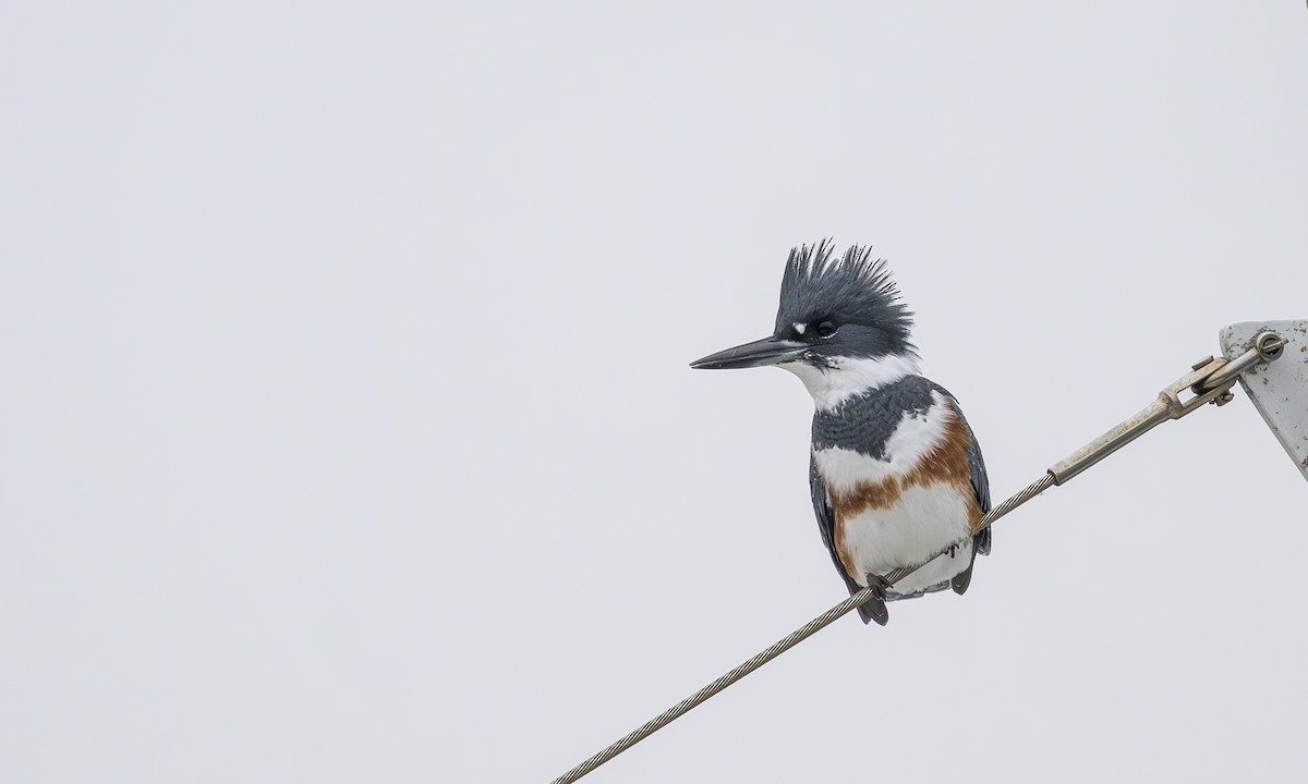 Gürtelfischer - ML646668281