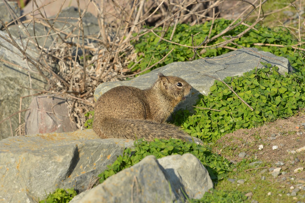 Animals - ML646668282