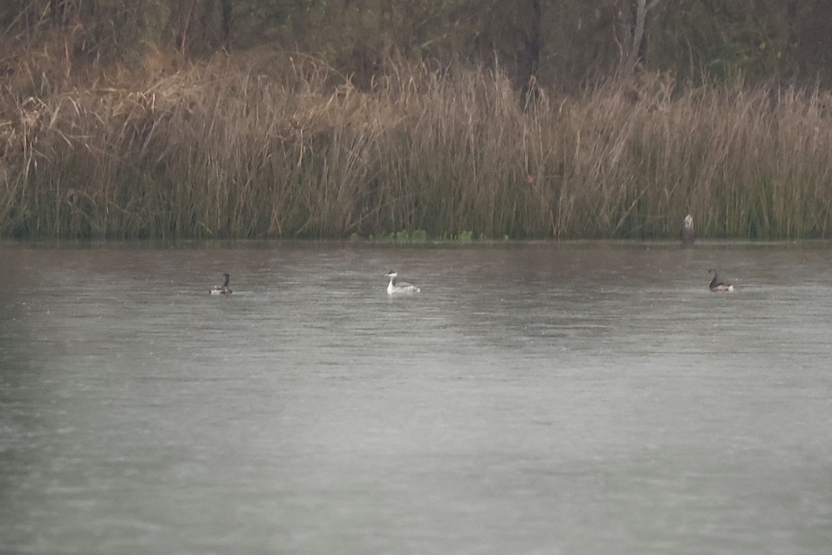 Horned Grebe - ML646668285