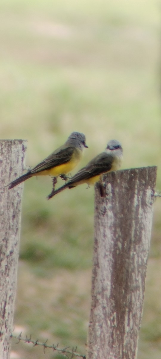 Tropical Kingbird - ML646668286