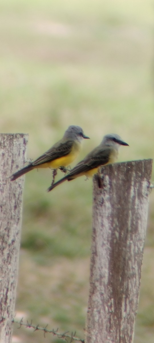 Tropical Kingbird - ML646668287