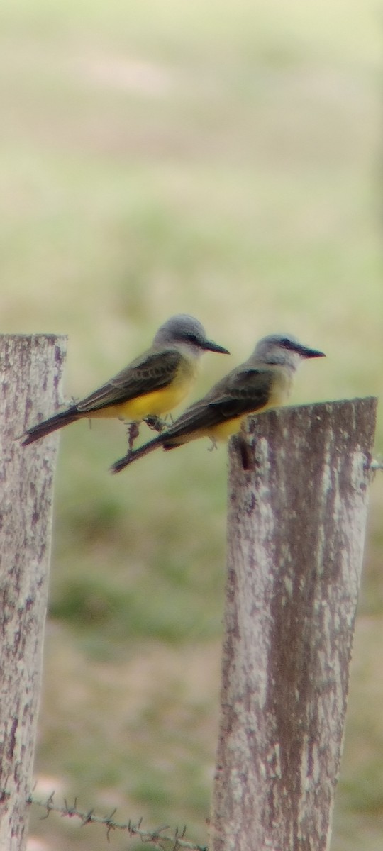 Tropical Kingbird - ML646668288
