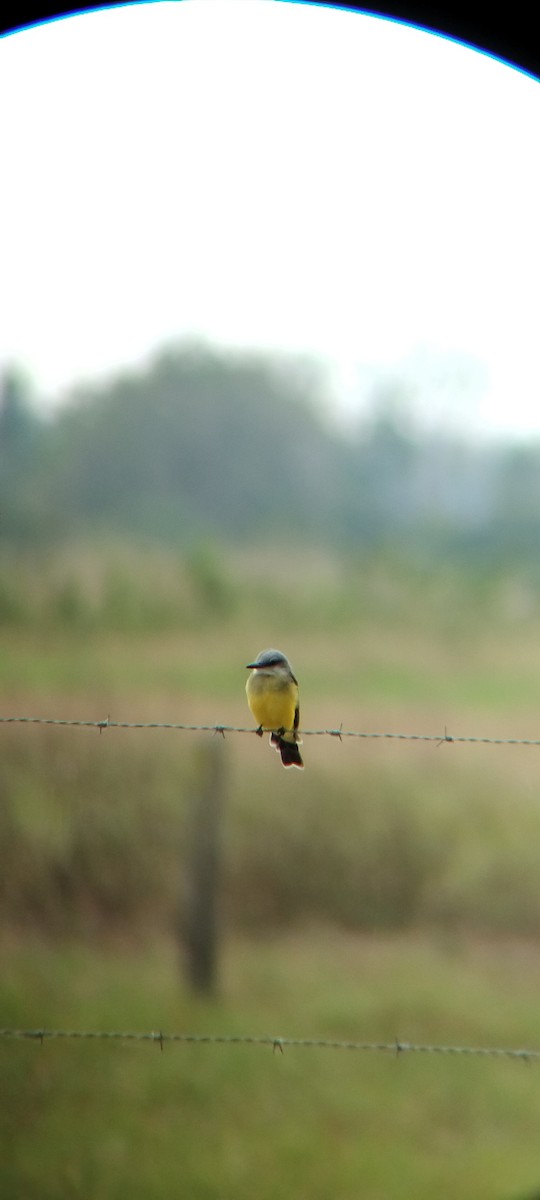 Tropical Kingbird - ML646668289