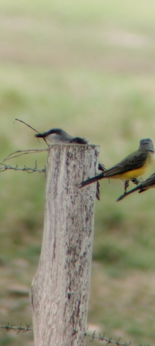 Tropical Kingbird - ML646668290