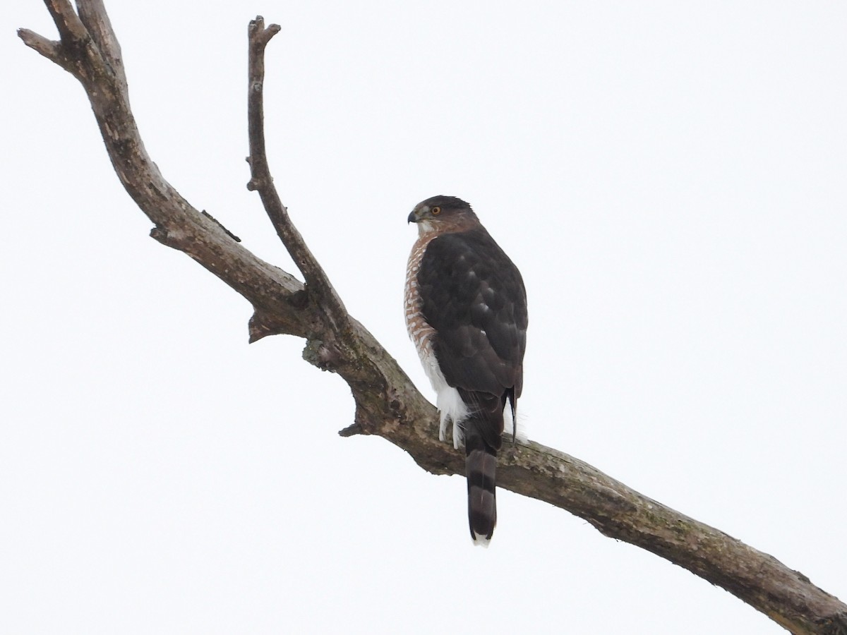 Cooper's Hawk - ML646668291