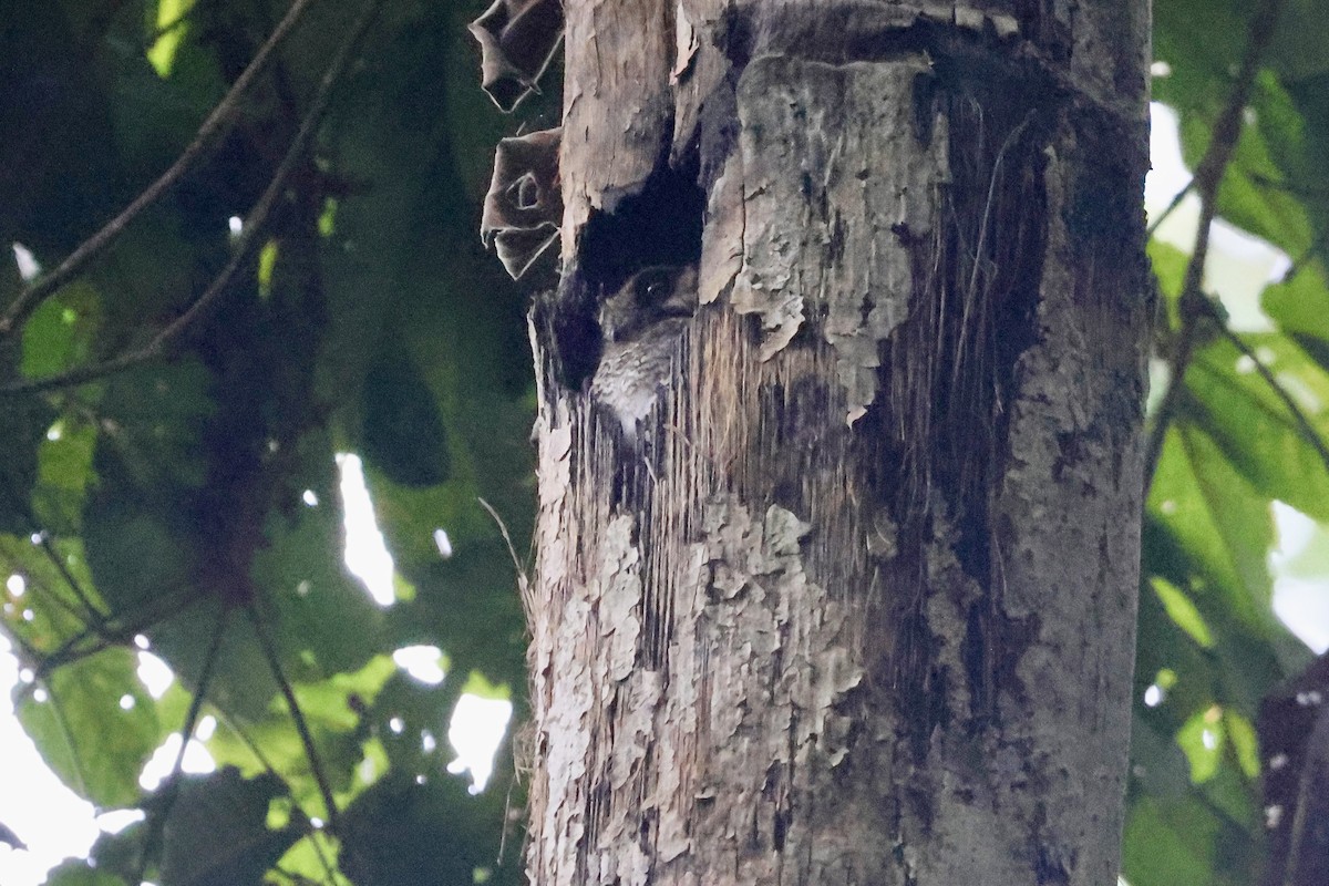 Arfakhöhlenschwalm - ML646668294