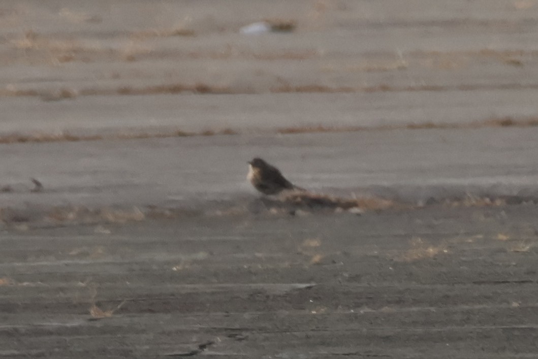 ציפור שיר בלתי-מזוהה - ML646668297