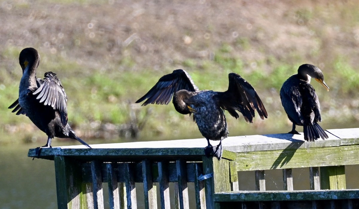 Double-crested Cormorant - ML646668298