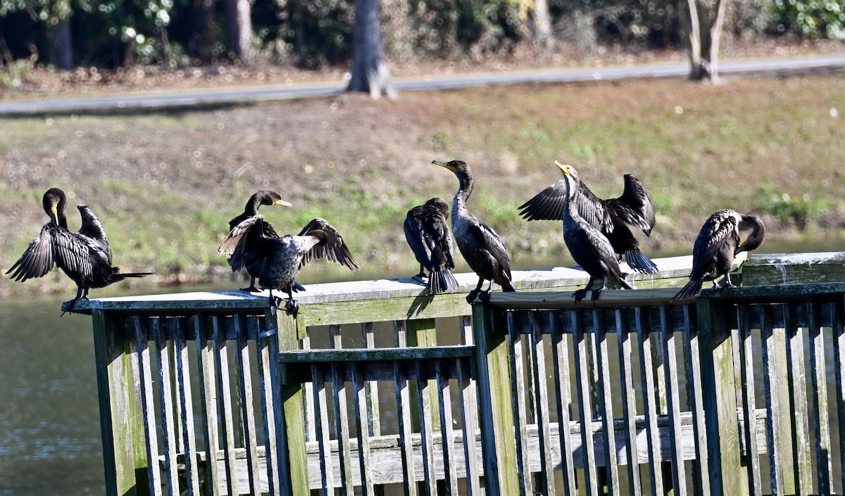 Double-crested Cormorant - ML646668299