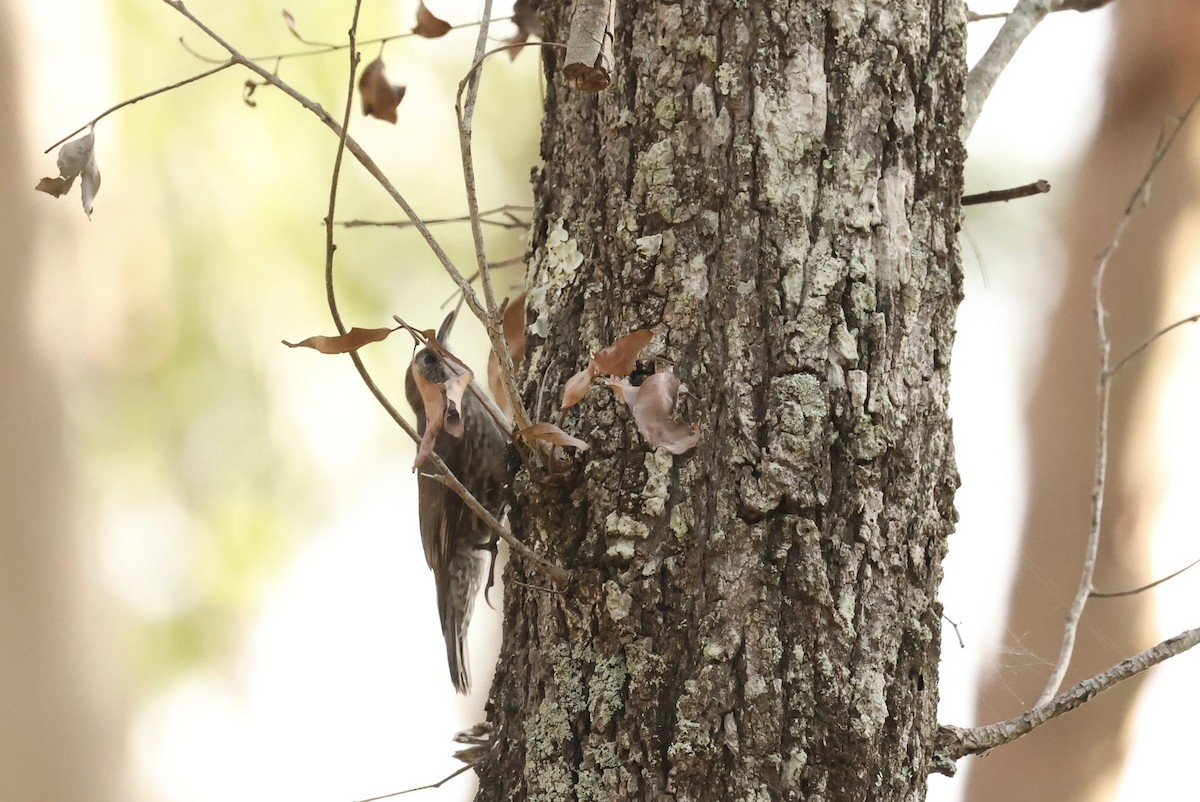 Corretroncos Gorjiblanco - ML646668318