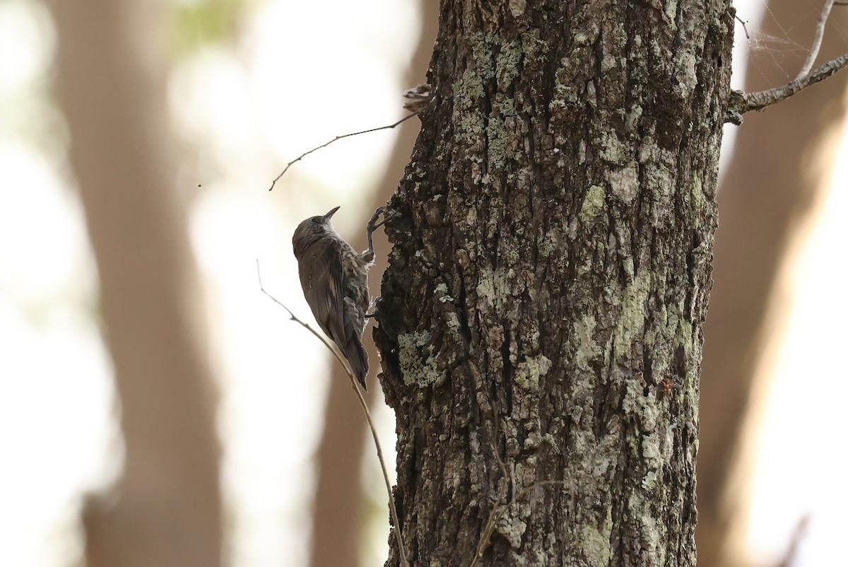 Corretroncos Gorjiblanco - ML646668320