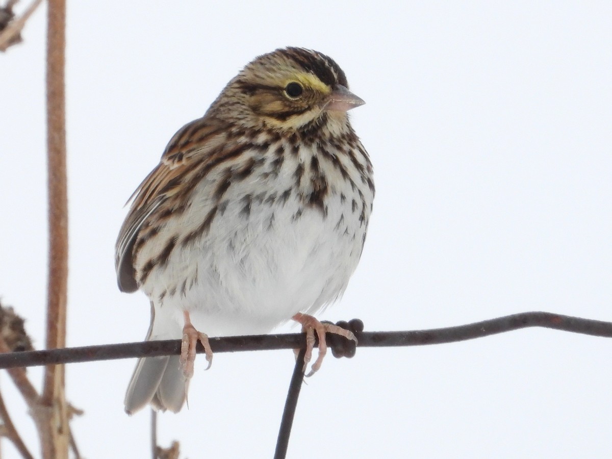 גיבתונית ערבות - ML646668322