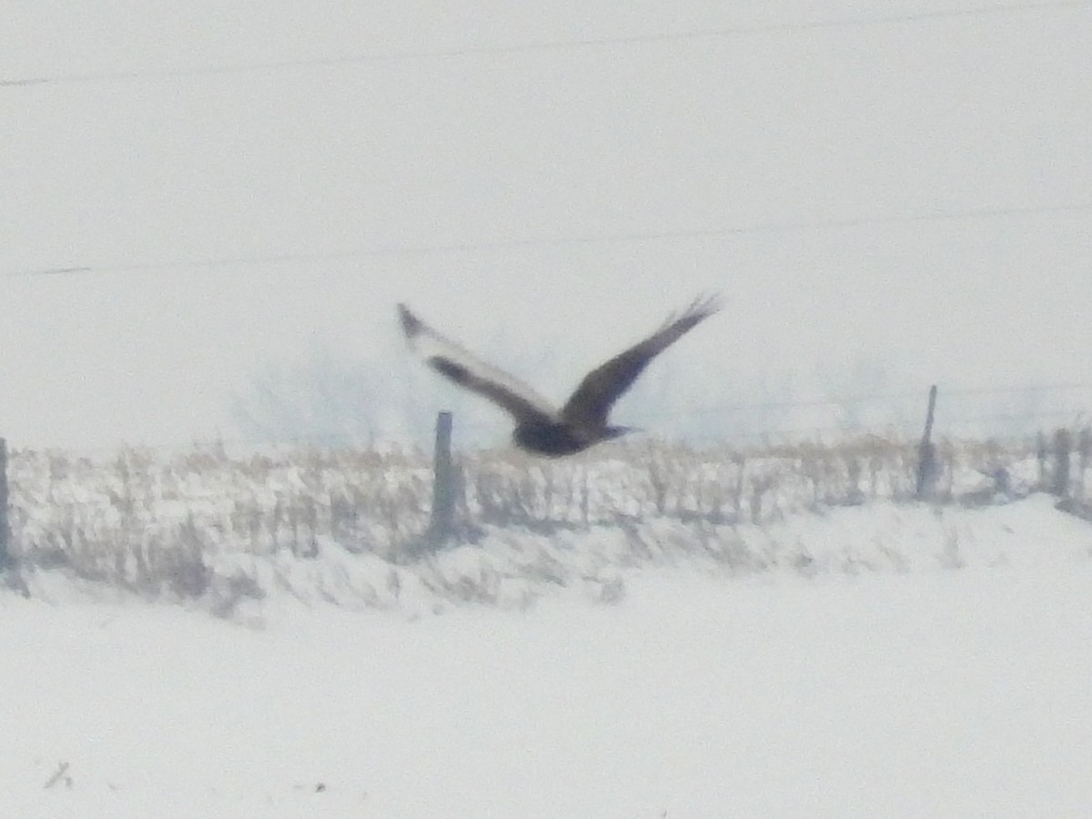 עקב מכנסיים - ML646668324