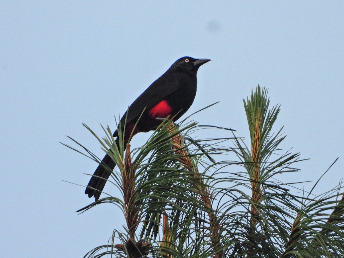 Red-bellied Grackle - ML646668328