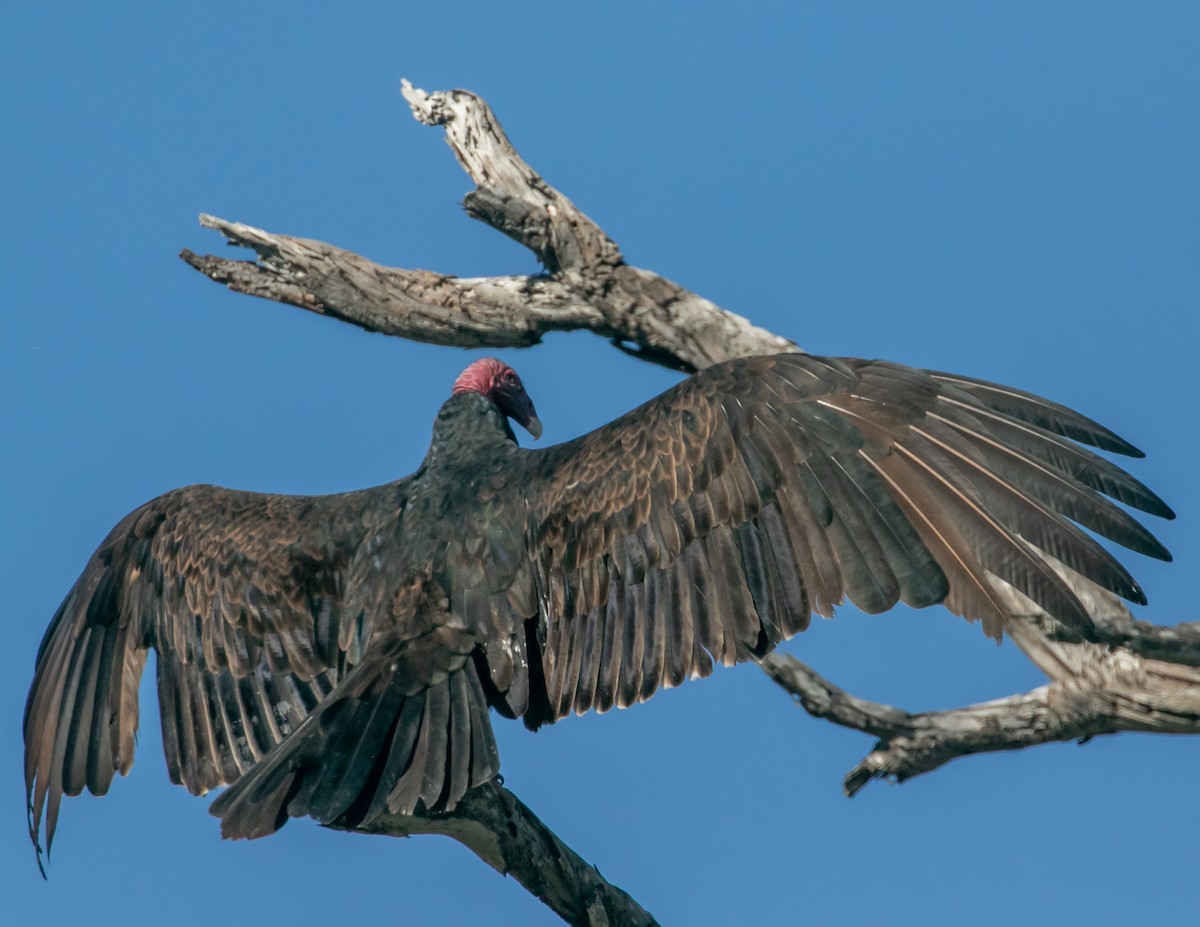 Turkey Vulture - ML646668329
