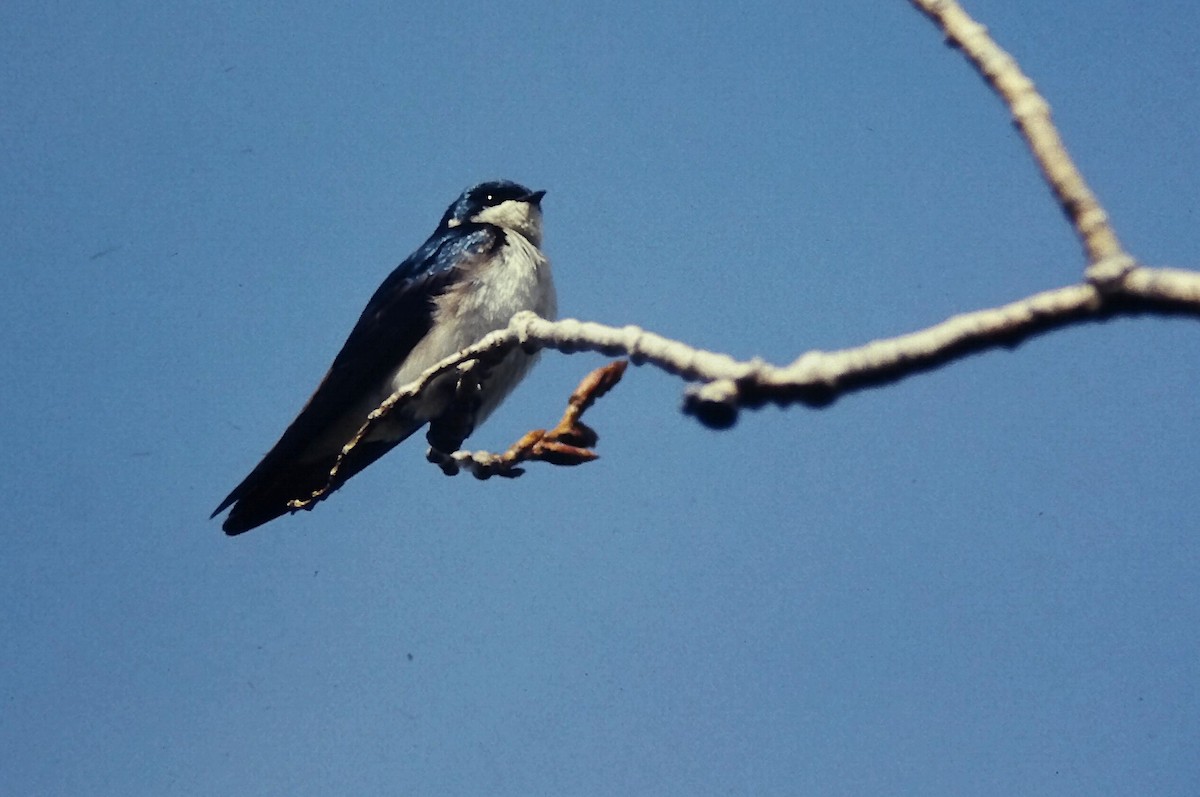 Tree Swallow - ML646668330