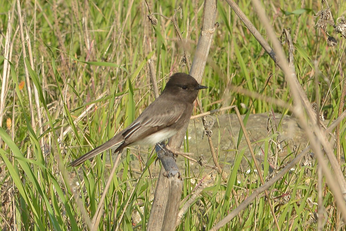 Black Phoebe - ML646668331
