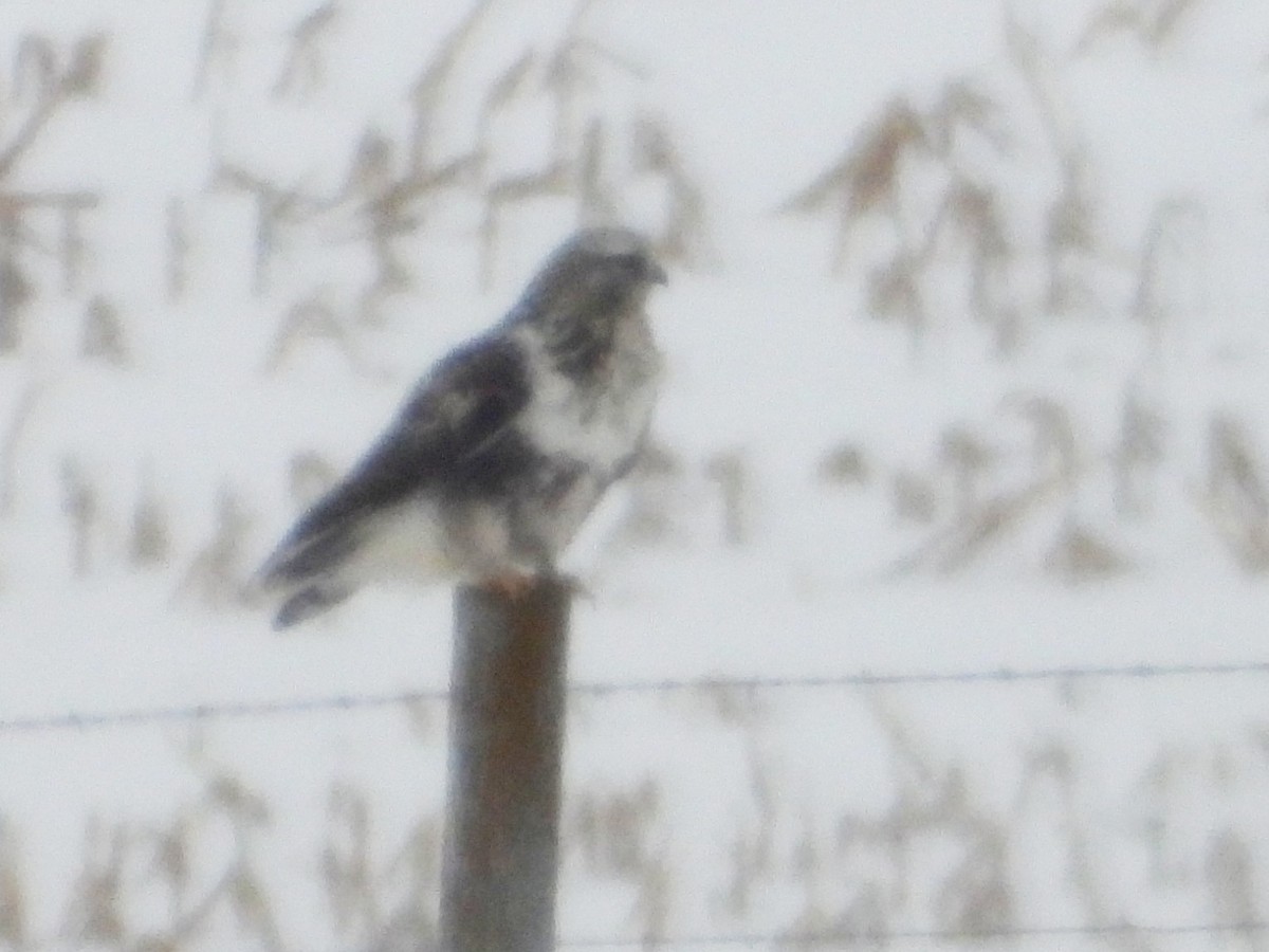 עקב מכנסיים - ML646668332