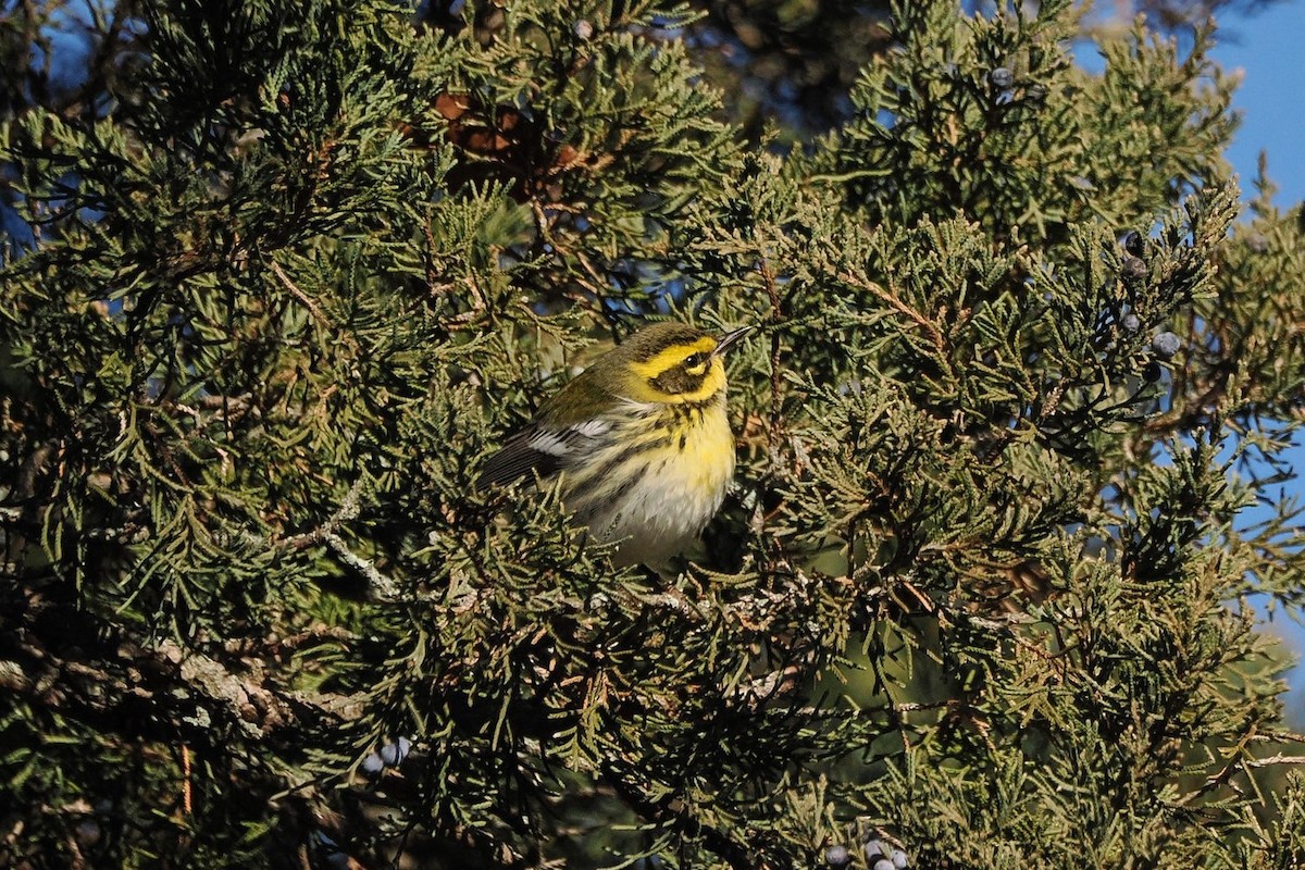 Townsend's Warbler - ML646668333
