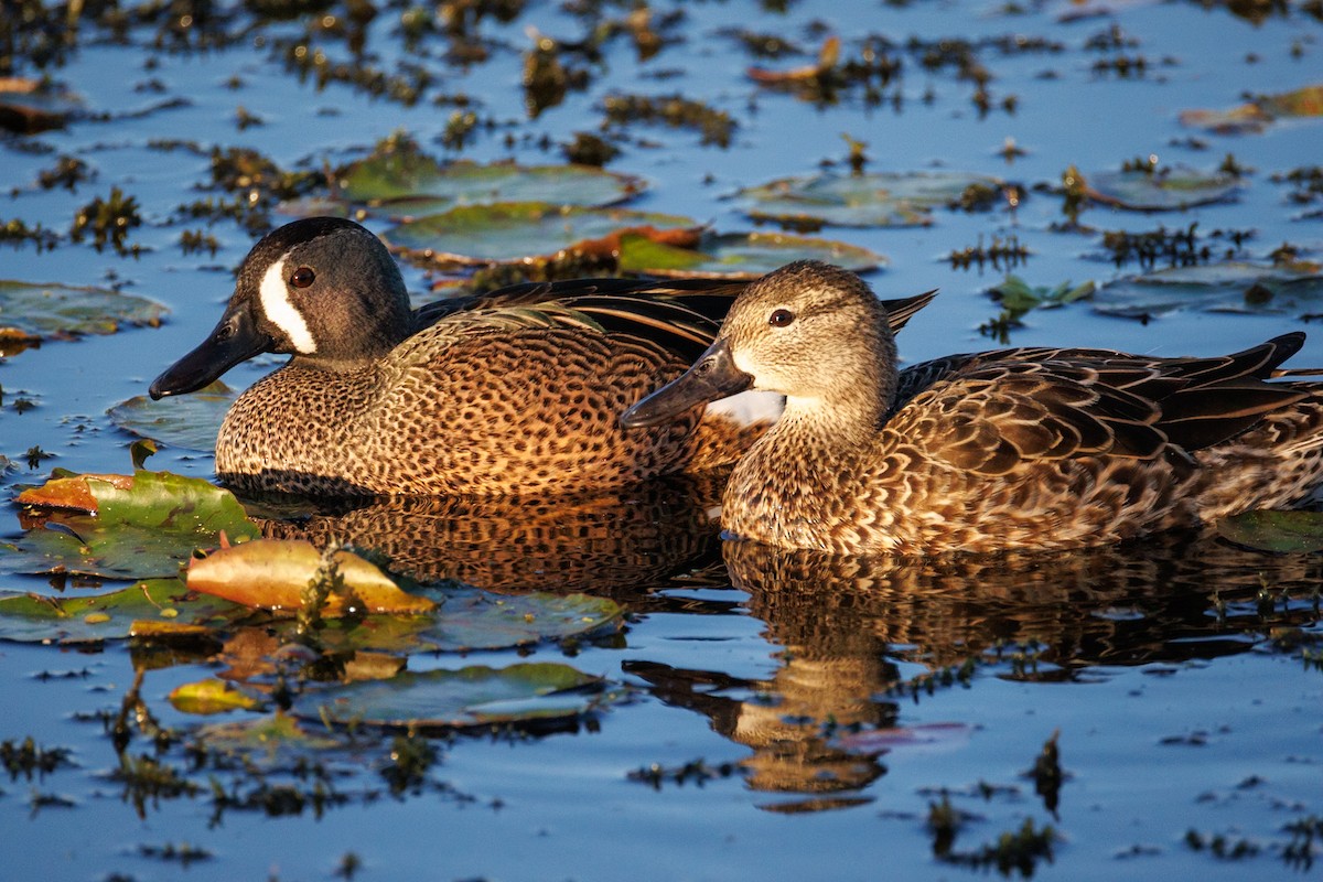 Blue-winged Teal - ML646668335