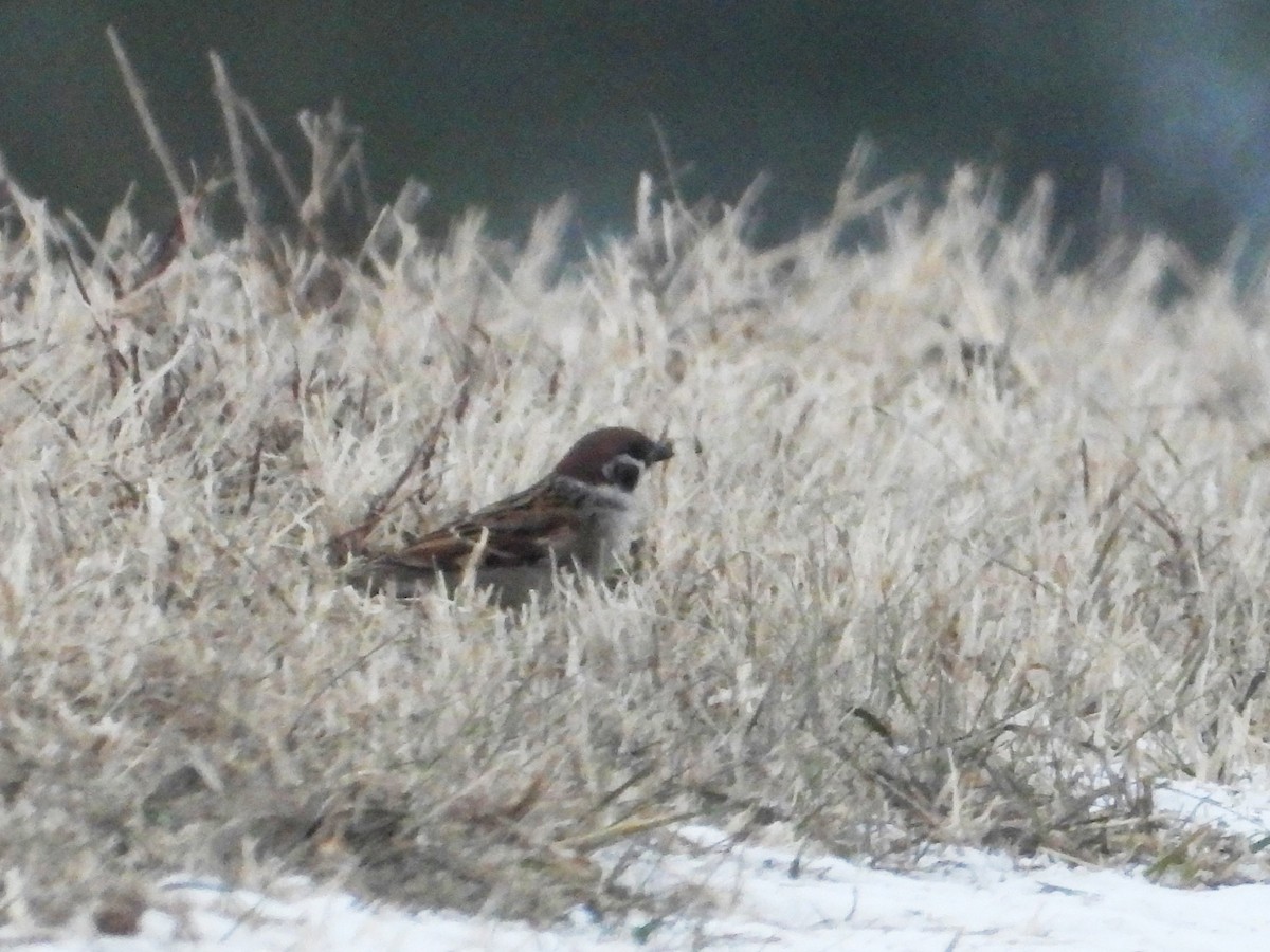 דרור הרים - ML646668336