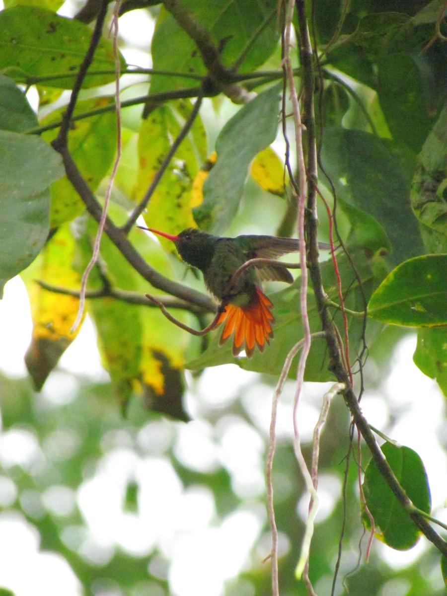 Rufous-tailed Hummingbird - ML646668337