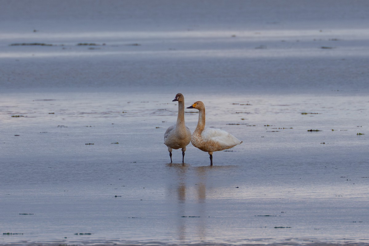 Tundra Swan - ML646668338