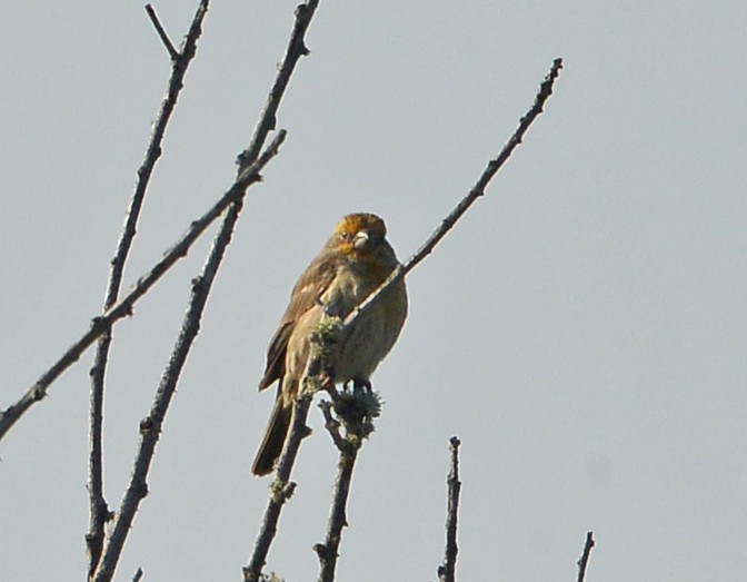 House Finch - ML646668339