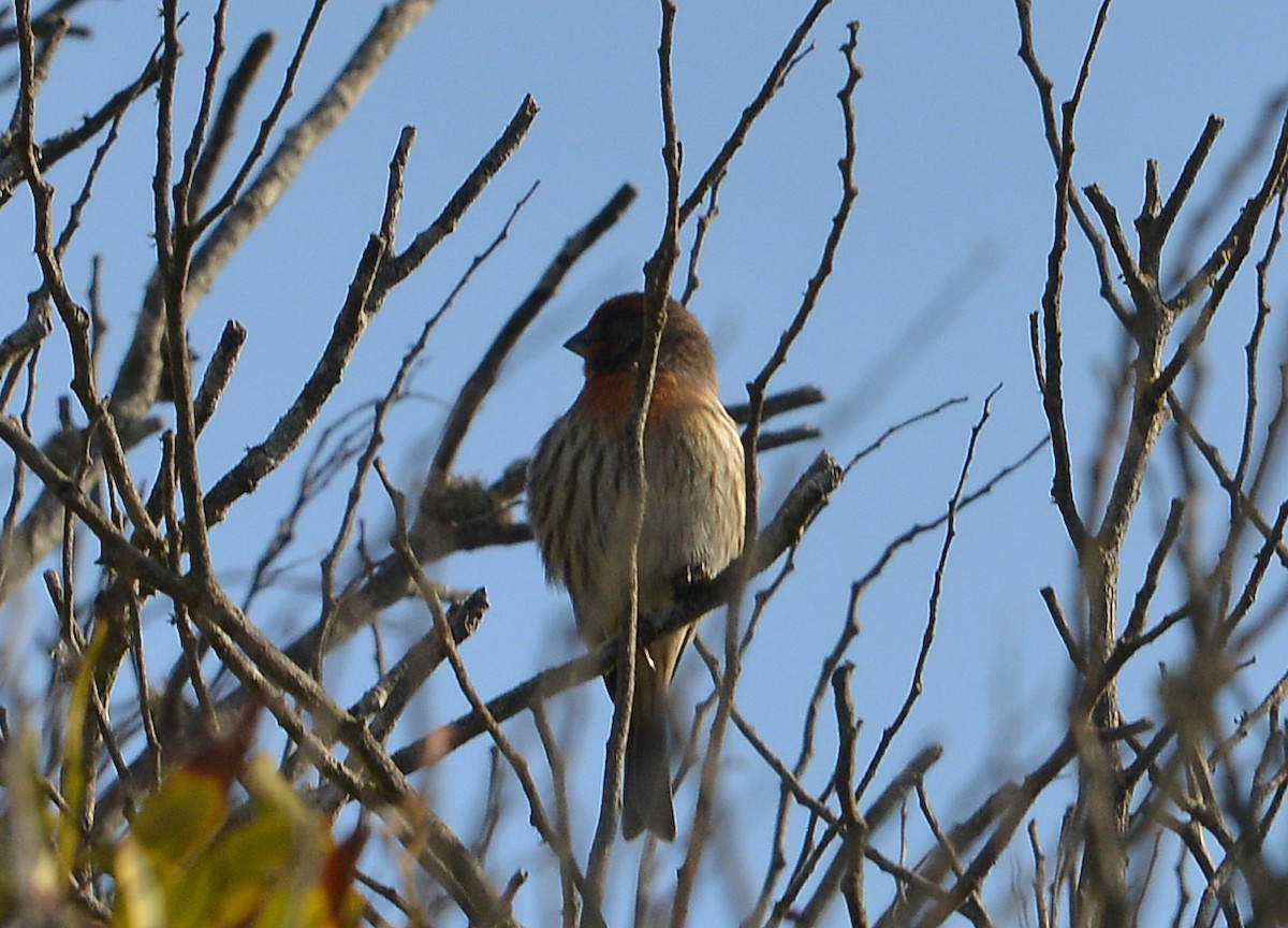 House Finch - ML646668340