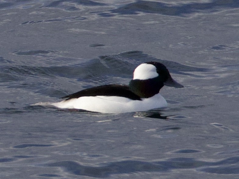 Bufflehead - ML646668341