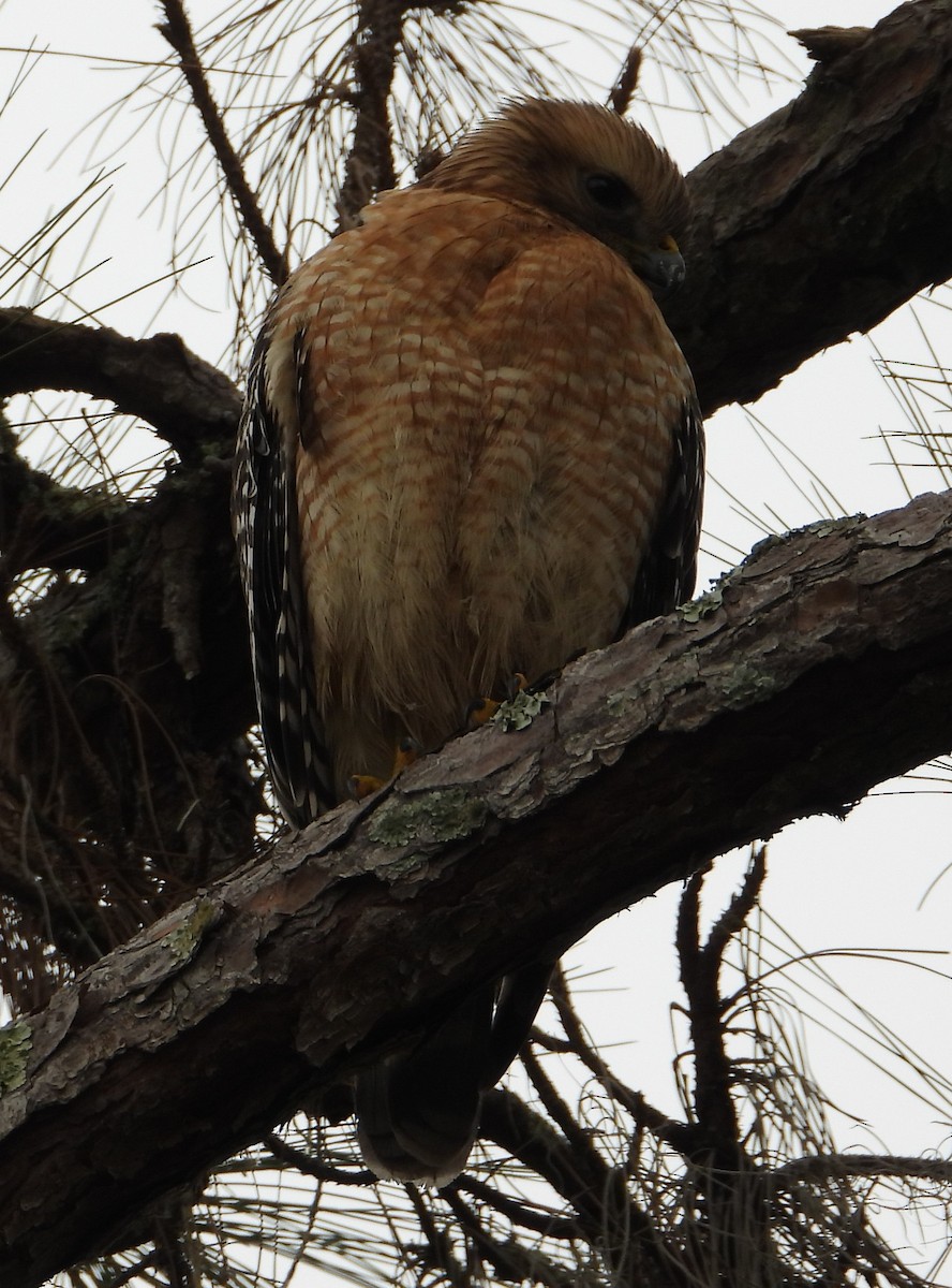 カタアカノスリ - ML646668343