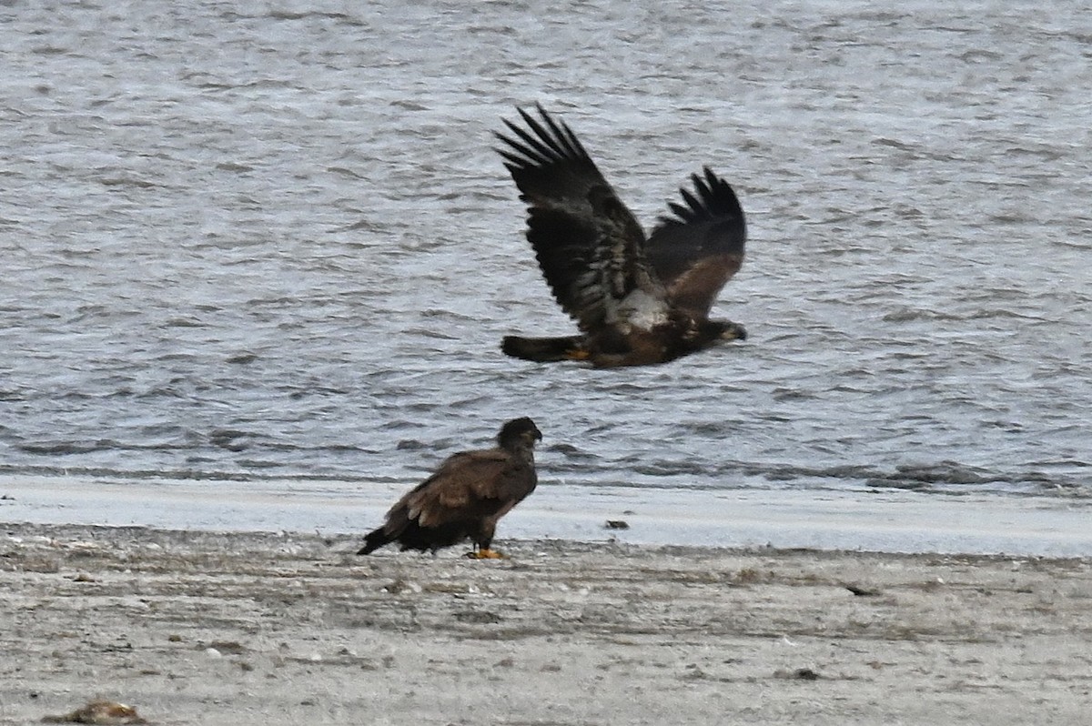 Bald Eagle - ML646668350
