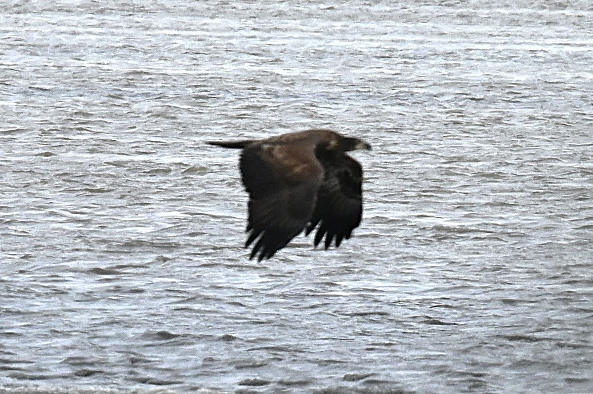 Bald Eagle - ML646668351
