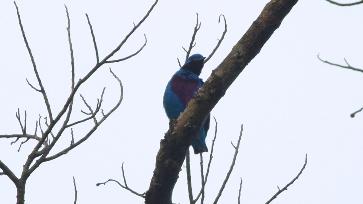 Lovely Cotinga - ML646668352