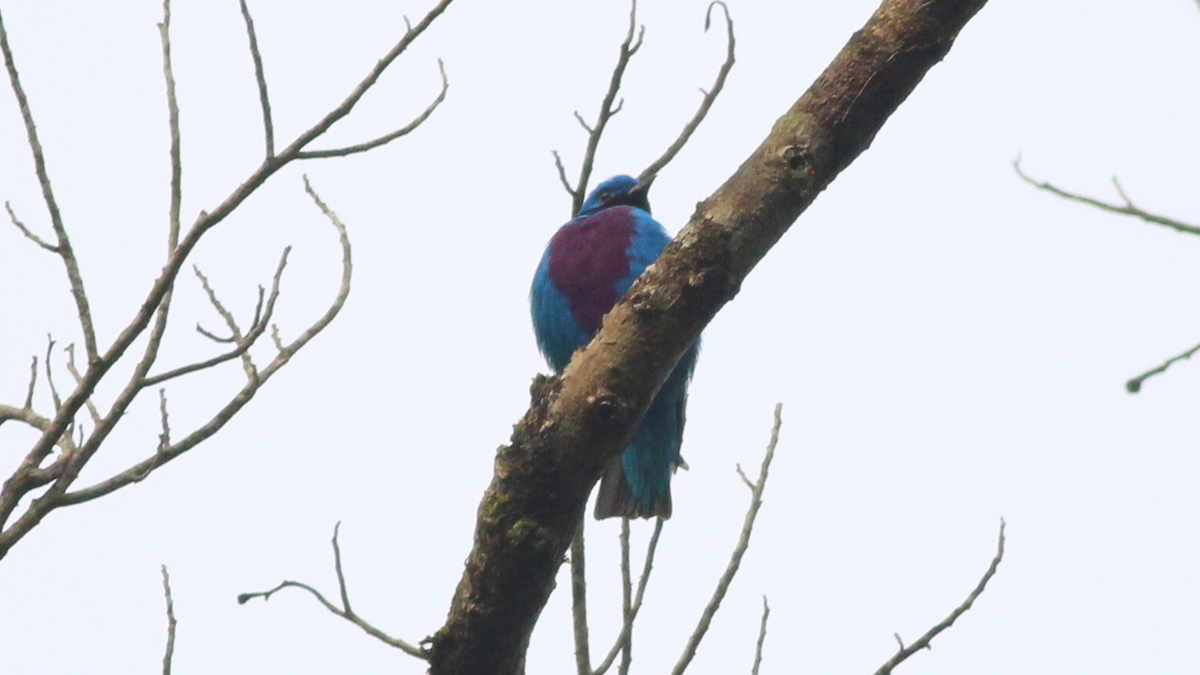 Lovely Cotinga - ML646668353