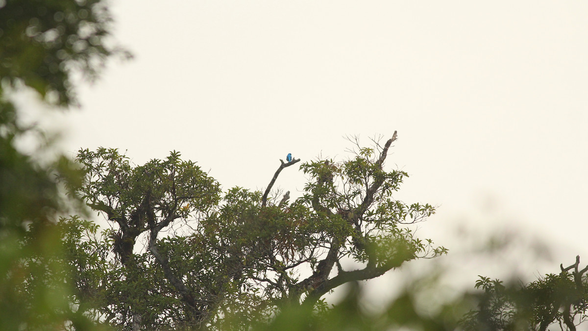 Lovely Cotinga - ML646668355