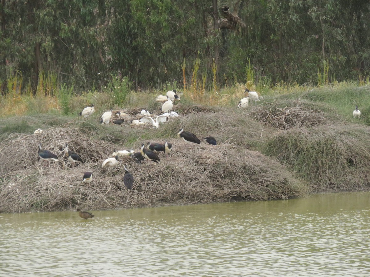 Straw-necked Ibis - ML646668357