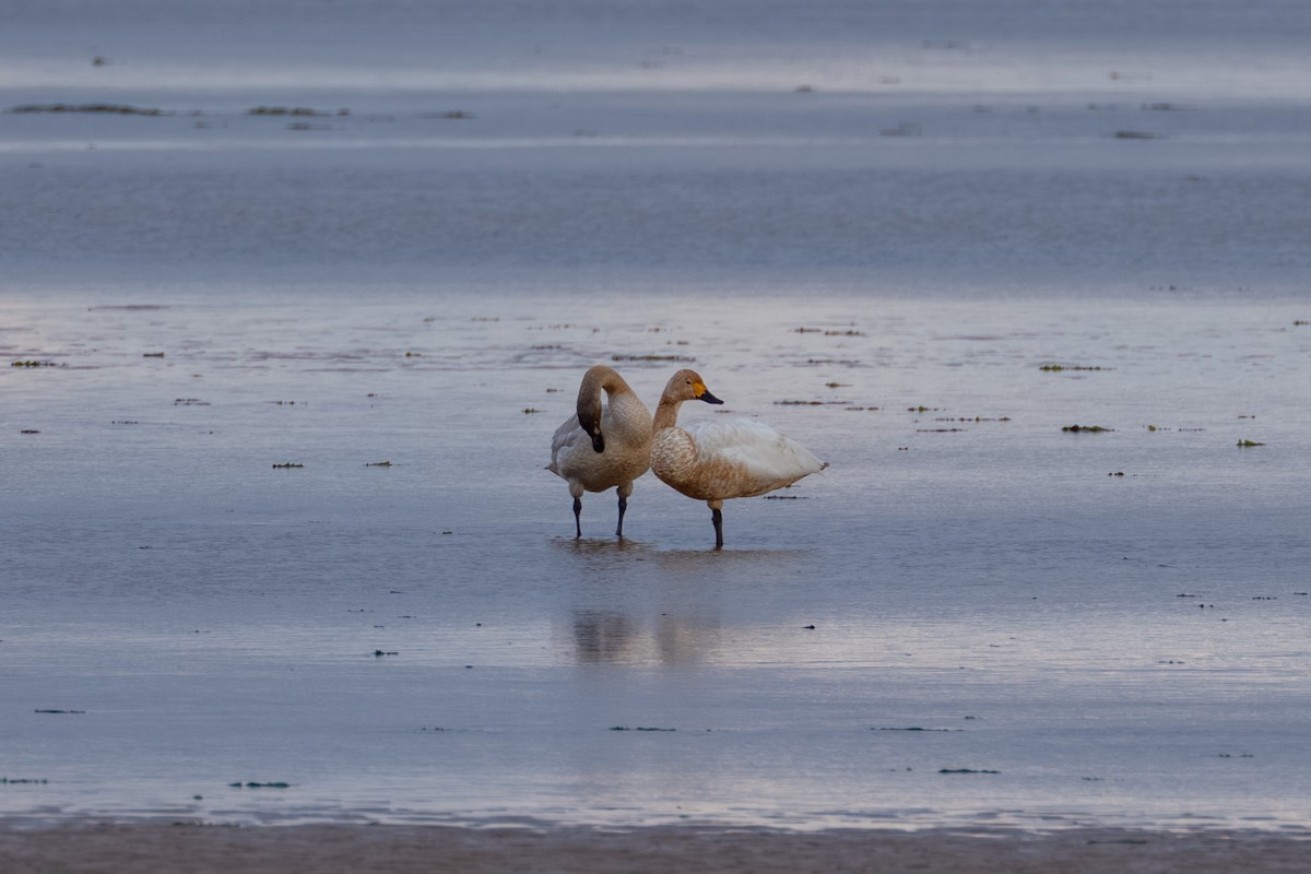 Tundra Swan - ML646668358