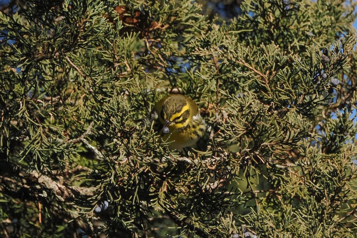 Townsend's Warbler - ML646668359