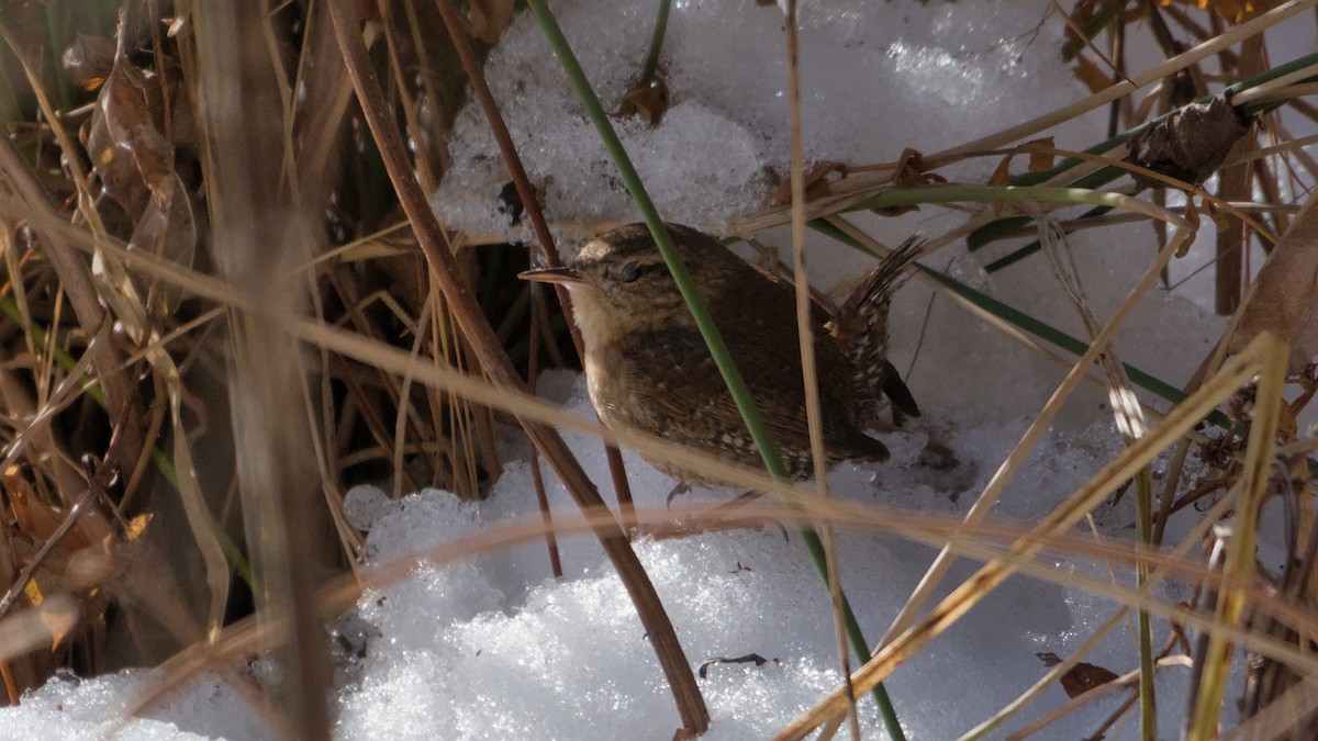 střízlík kanadský - ML646668361