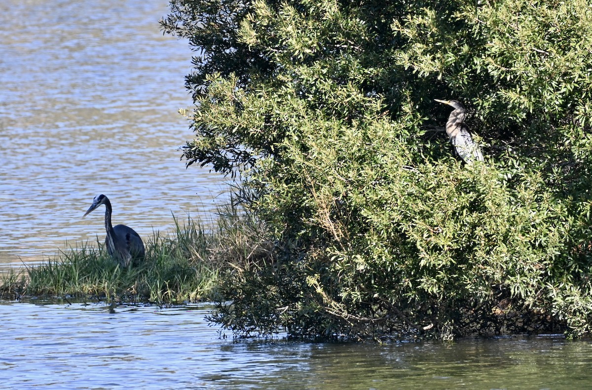 Great Blue Heron - ML646668362