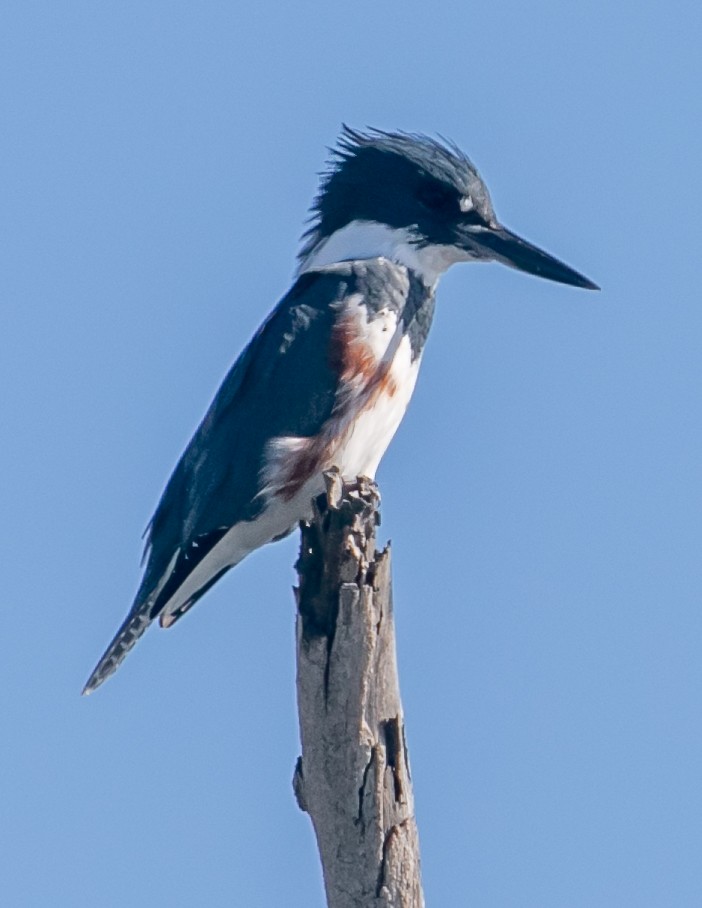 Belted Kingfisher - ML646668363