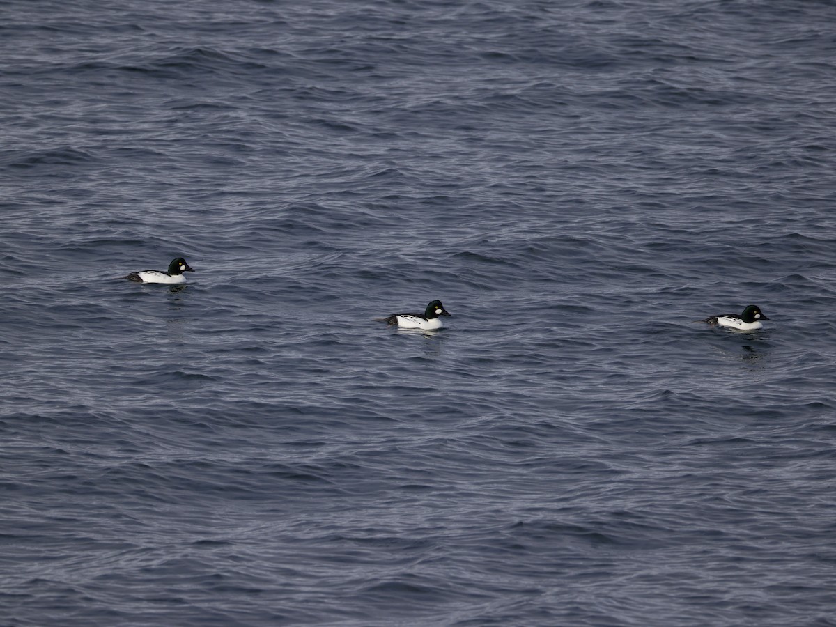 Common Goldeneye - ML646668364